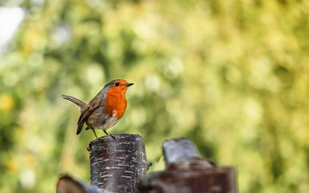 Focus sur les oiseaux de la baie de St-Brieuc au printemps