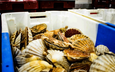 La pêche à la coquille Saint-Jacques : une tradition à vivre près du camping Bellevue Mer à Hillion