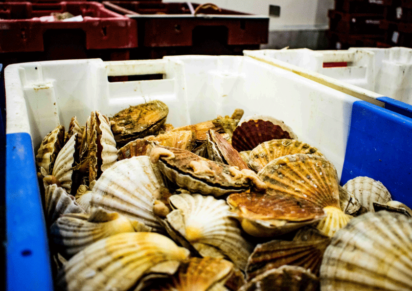 La pêche à la coquille Saint-Jacques : une tradition à vivre près du camping Bellevue Mer à Hillion